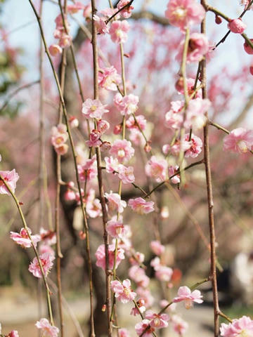 ume11.jpg