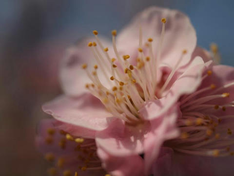 ume12.jpg