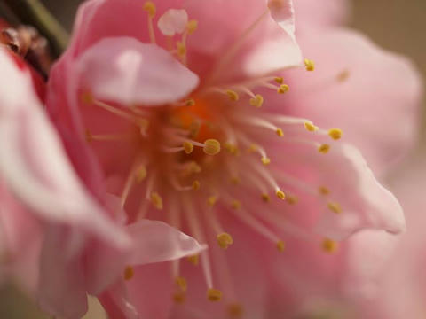 ume15.jpg