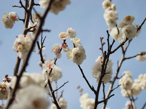 ume17.jpg