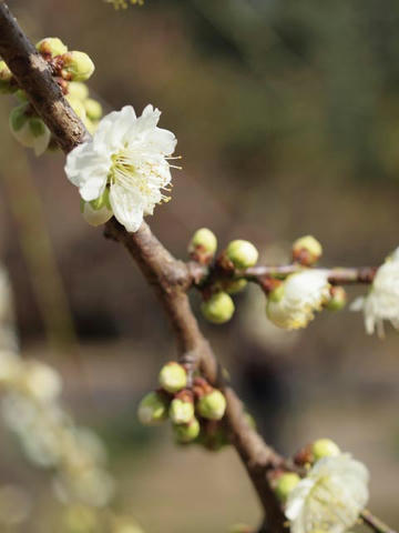 ume20.jpg