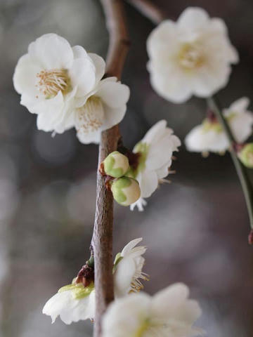 ume21.jpg