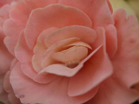 begonia01.jpg