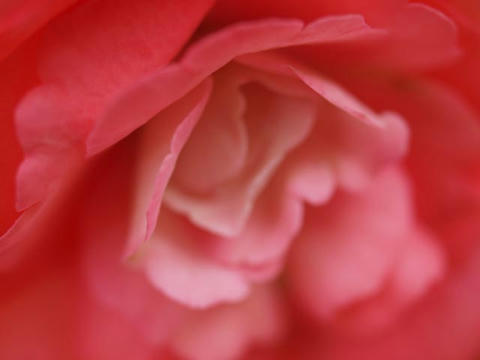 begonia02.jpg