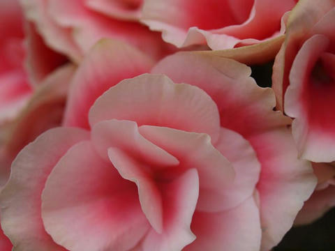 begonia03.jpg