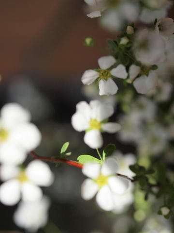 20100225_100.JPG