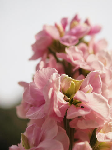 20100225_264.JPG