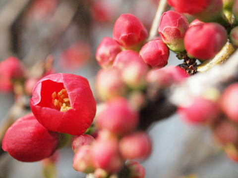 20100312_07.JPG