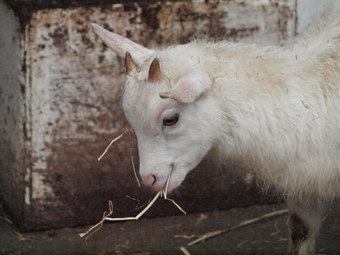 goat2.jpg