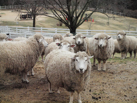 sheep.jpg
