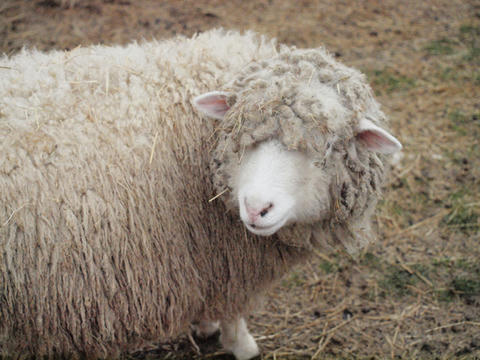 sheep2.jpg