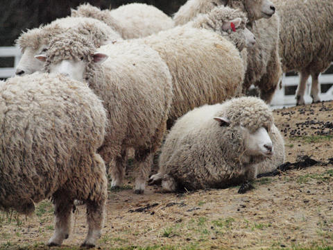 sheep3.jpg