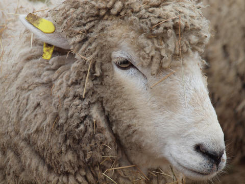 sheep4.jpg