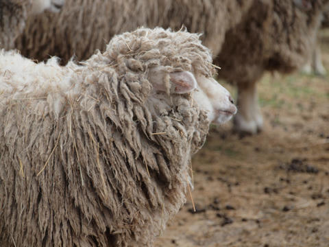 sheep5.jpg