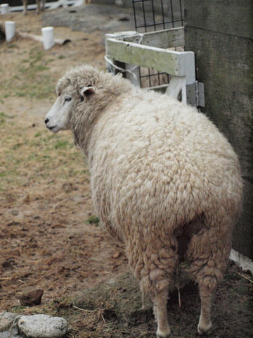 sheep6.jpg
