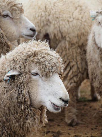 sheep7.jpg