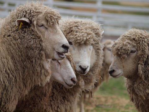 sheep8.jpg