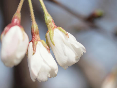 sakura01.jpg