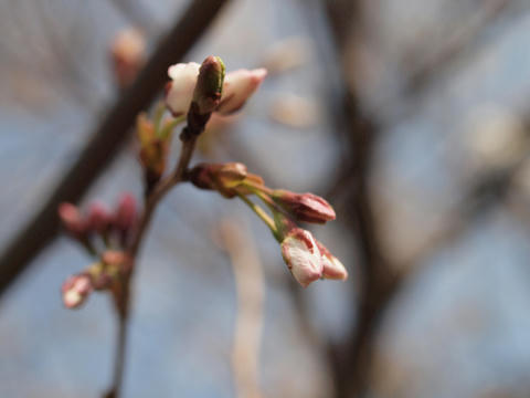 sakura02.jpg