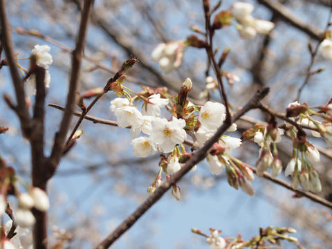 sakura03.jpg