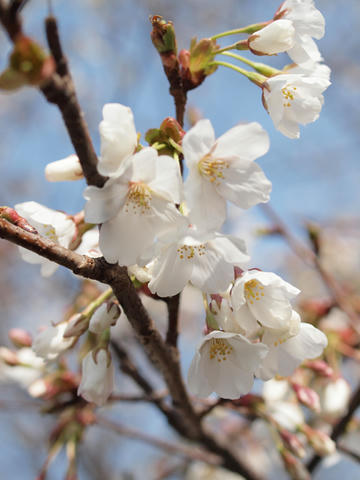 sakura04.jpg