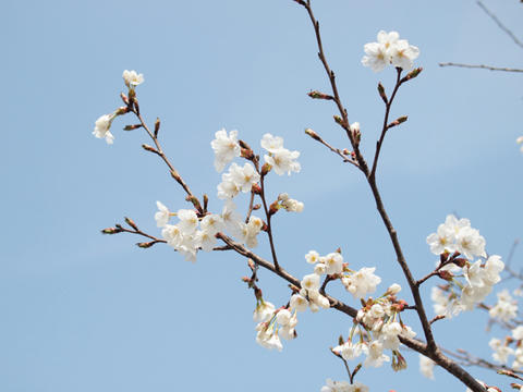 sakura05.jpg