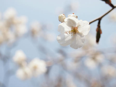 sakura06.jpg
