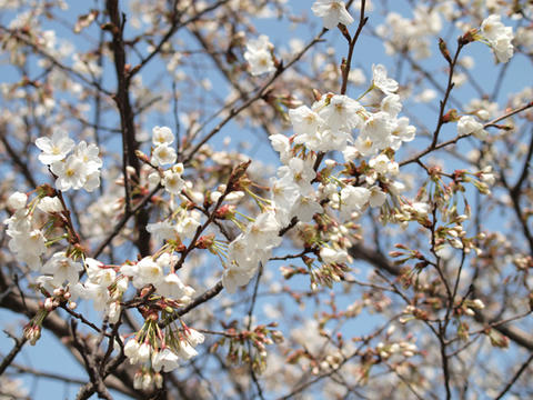 sakura07.jpg