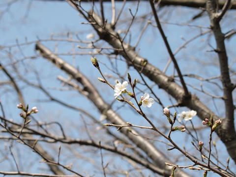 sakura08.jpg