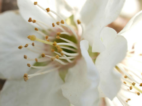 sakura10.jpg
