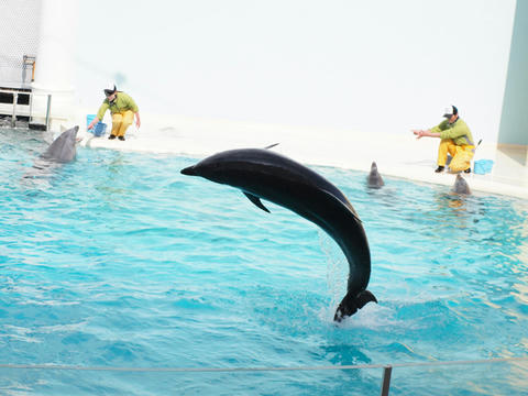 dolphin6.JPG