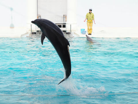 dolphin7.JPG