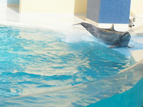 dolphin9.JPG