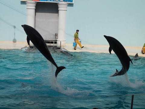 dolphin8.JPG