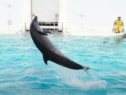 dolphin10.JPG