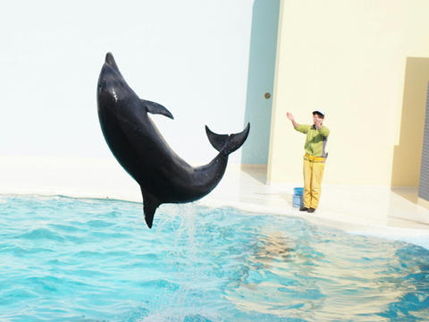 dolphin11.JPG