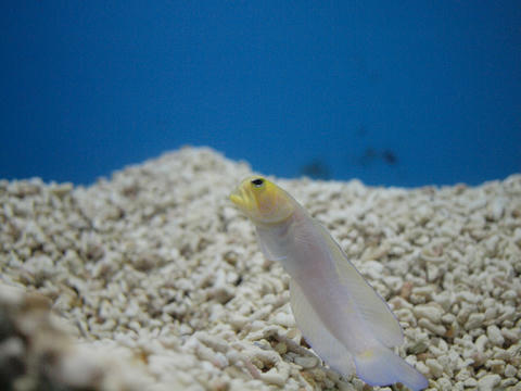 Yellow-head_jawfish.JPG