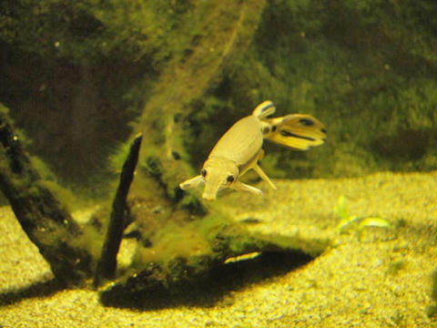 spotted_gar.jpg