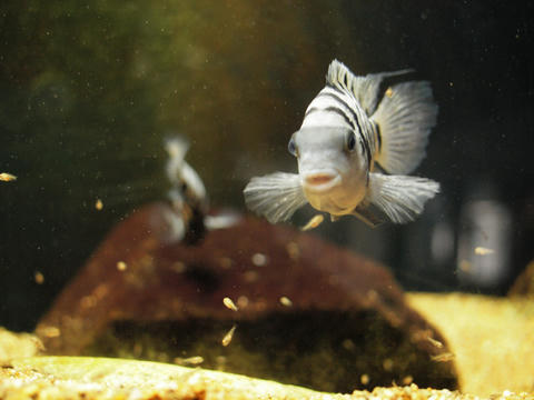 convict_cichlid.JPG