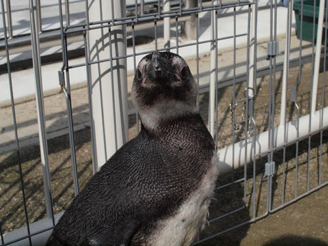 penguin7.jpg