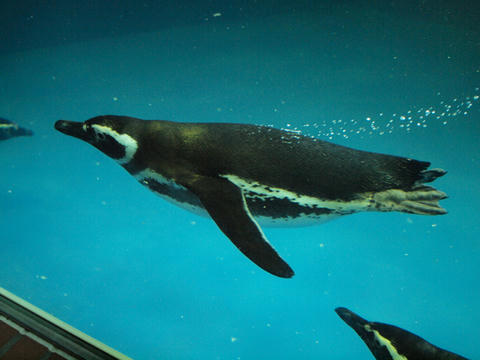 penguin10.jpg