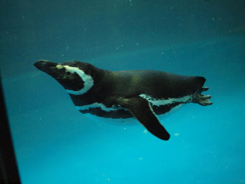 penguin11.jpg