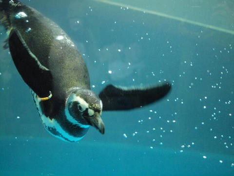penguin12.jpg