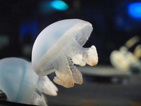 colorjellyfish.JPG