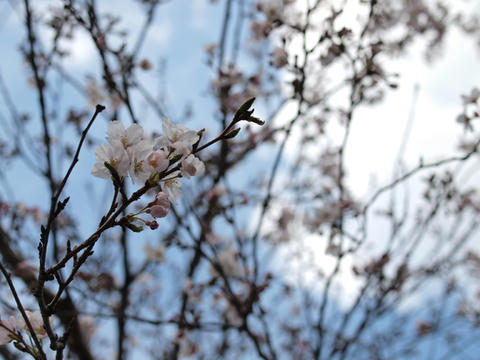 P4032785.JPG