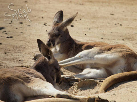 Kangaroo.JPG