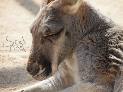 Kangaroo2.JPG