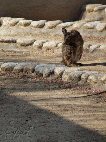 wallaby.JPG