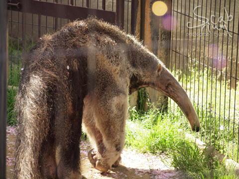 Anteater.JPG