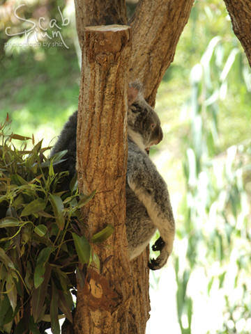 koala.JPG